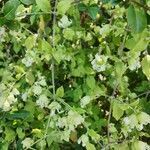 Silene baccifera habit picture by Gui ferl (cc-by-sa)