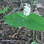 Maianthemum canadense leaf picture by Alyssa Bieber (cc-by-sa)