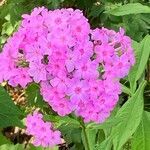 Phlox glaberrima flower picture by desiree lynn (cc-by-sa)