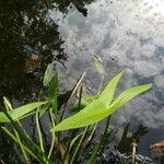 Sagittaria sagittifolia leaf picture by Дмитрий Дегтярев (cc-by-sa)