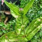 Zinnia elegans habit picture by Waldemar Zeja (cc-by-sa)