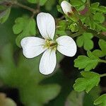 Cardamine graeca leaf picture by dimitris log (cc-by-sa)