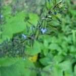 Salvia tiliifolia flower picture by kings _k (cc-by-sa)