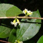 Cassipourea elliptica flower picture by Nelson Zamora Villalobos (cc-by-nc)