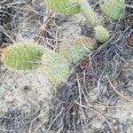 Opuntia polyacantha leaf picture by Vicki Bishop (cc-by-sa)