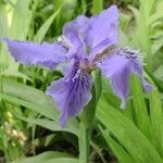 Iris tectorum leaf picture by Dieter Albrecht (cc-by-sa)