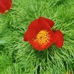 Paeonia tenuifolia flower picture by Olar Ilie (cc-by-sa)