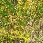 Juncus acutiflorus fruit picture by Robert Devoy (cc-by-sa)