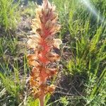 Orobanche amethystea leaf picture by Josep Manuel Álvarez de la Campa Fayos (cc-by-sa)