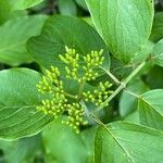 Cornus amomum flower picture by Richard Wilkens (cc-by-sa)