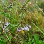 Solanum lanzae flower picture by susan brown (cc-by-sa)