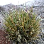 Festuca livida leaf picture by Fabien Anthelme (cc-by-sa)