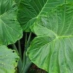 Alocasia macrorrhizos habit picture by Denis SABATIER (cc-by-sa)