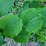 Smilax herbacea leaf picture by Richard Wideman (cc-by-sa)