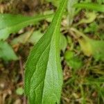 Erigeron philadelphicus leaf picture by Leslie M (cc-by-sa)