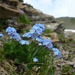 Eritrichium nanum habit picture by oreliie (cc-by-sa)