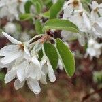 Amelanchier ovalis habit picture by Yoan MARTIN (cc-by-sa)