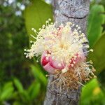 Eugenia noumeensis flower picture by Richard Chesher (cc-by-sa)