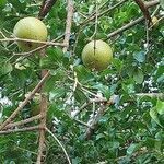 Strychnos spinosa fruit picture by Balasundaram Balasundaram Krishnamurthy (cc-by-sa)