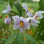 Solanum bonariense flower picture by Carmelo Gomez (cc-by-sa)