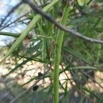 Chilopsis linearis leaf picture by bowdenjeffery (cc-by-sa)