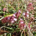 Thymus pulegioides habit picture by Yoan MARTIN (cc-by-sa)