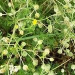 Potentilla tabernaemontani fruit picture by Lubomir Hubicka (cc-by-sa)