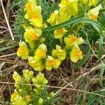 Linaria angustissima flower picture by Sarah Forier (cc-by-sa)