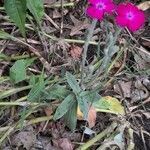 Silene coronaria leaf picture by Feya Sterling (cc-by-sa)