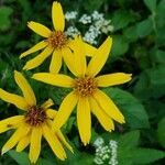 Arnica latifolia flower picture by Ethan Greer (cc-by-sa)