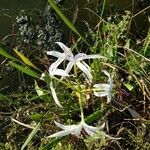 Crinum americanum flower picture by Gianfranco Romaelle (cc-by-sa)