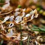 Alyssum loiseleurii flower picture by Aurélia et JChris Courte-Barbary (cc-by-sa)