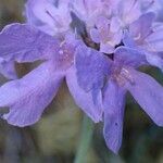 Scabiosa cinerea flower picture by Yoan MARTIN (cc-by-sa)