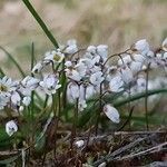 Draba verna habit picture by Matt P. Walser (cc-by-sa)