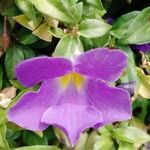 Thunbergia erecta flower picture by Pascal Sibomana (cc-by-sa)