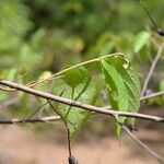 Helicteres guazumifolia leaf picture by Nelson Zamora Villalobos (cc-by-nc)