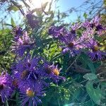 Symphyotrichum novae-angliae habit picture by guinnevere lowe (cc-by-sa)