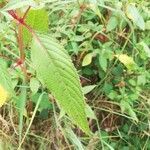 Impatiens glandulifera leaf picture by Crotaro (cc-by-sa)