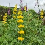 Lupinus luteus flower picture by Pereira Hugo (cc-by-sa)