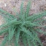 Carthamus pinnatus leaf picture by Nicole Nicole Duc (cc-by-sa)