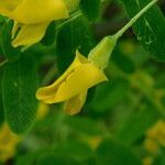 Caragana arborescens flower picture by Maria Suhostavtzeva (cc-by-sa)