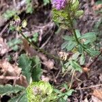 Iberis umbellata habit picture by Fabrizio Foschi (cc-by-sa)