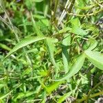 Clematis campestris leaf picture by Trap Hers (cc-by-sa)