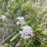 Ceanothus tomentosus flower picture by sophie v (cc-by-sa)