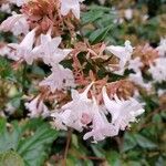 Rhododendron atlanticum flower picture by Carly OC (cc-by-sa)