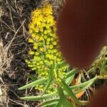 Solidago sempervirens flower picture by Irene Doucet (cc-by-sa)