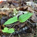 Maianthemum canadense flower picture by michele rochon (cc-by-sa)