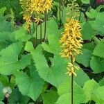 Ligularia sibirica flower picture by Семенова Ольга (cc-by-sa)