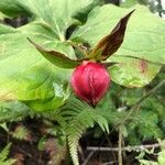 Trillium cernuum fruit picture by Maxime Durand (cc-by-sa)