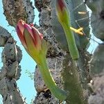 Cereus forbesii flower picture by Trap Hers (cc-by-sa)